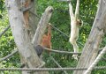 48 - OrangUtans und Gibbons leben zusammen